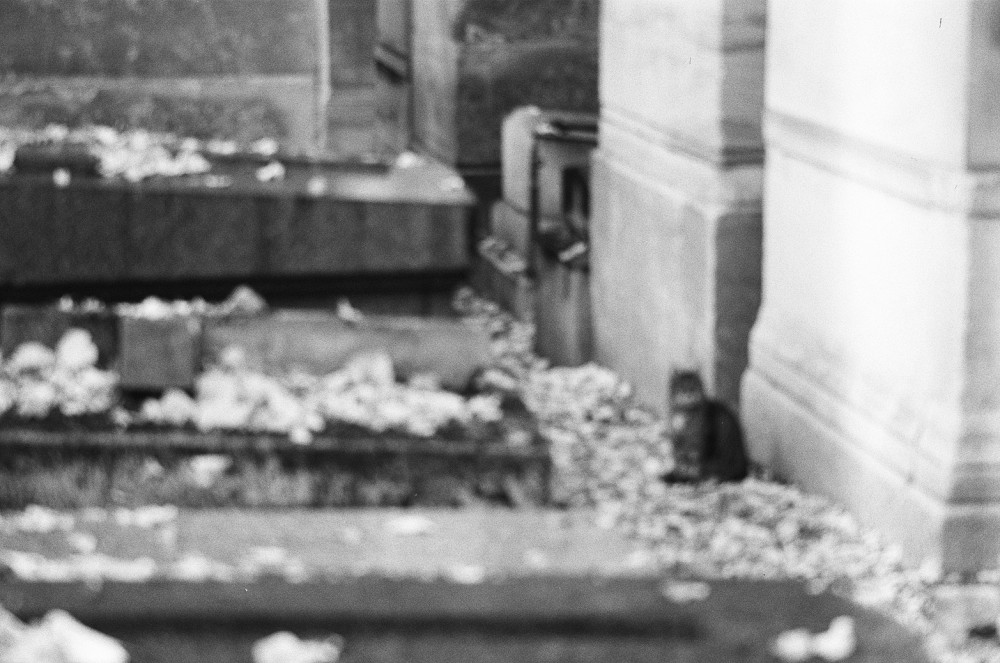 13 11 2021 | Photographie argentique prise par Sherwood Chen à l'issue de la promenade.
13 novembre 2021 à 12h.